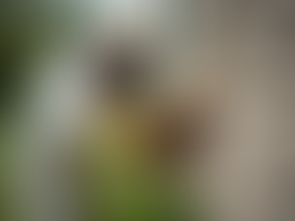 Discover the Best 911 Honey Bee Removal Services with Mike Sexton Da Bee Man