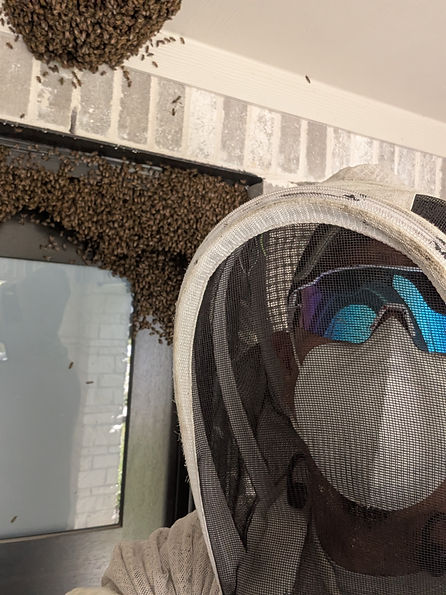 Mike "Da Bee Man" relocates a springtime bee swarm.