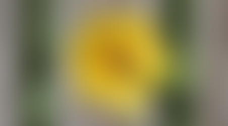 Bees and Ecosystem Balance: Why They Matter More Than You Think