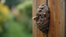 Removing Bee Nests in Katy, TX: What You Need to Know