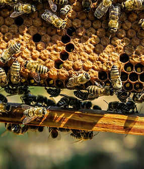 Bee Removal Galveston County