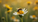 Exploring the Importance of Texas Native Bees and Their Role in Our Ecosystem