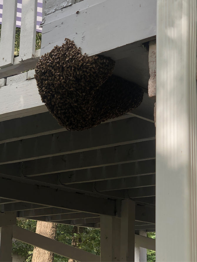 Affordable Honey Bee Removal Options: A Comprehensive How-To Guide