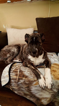 Turkish Boz Shepherd