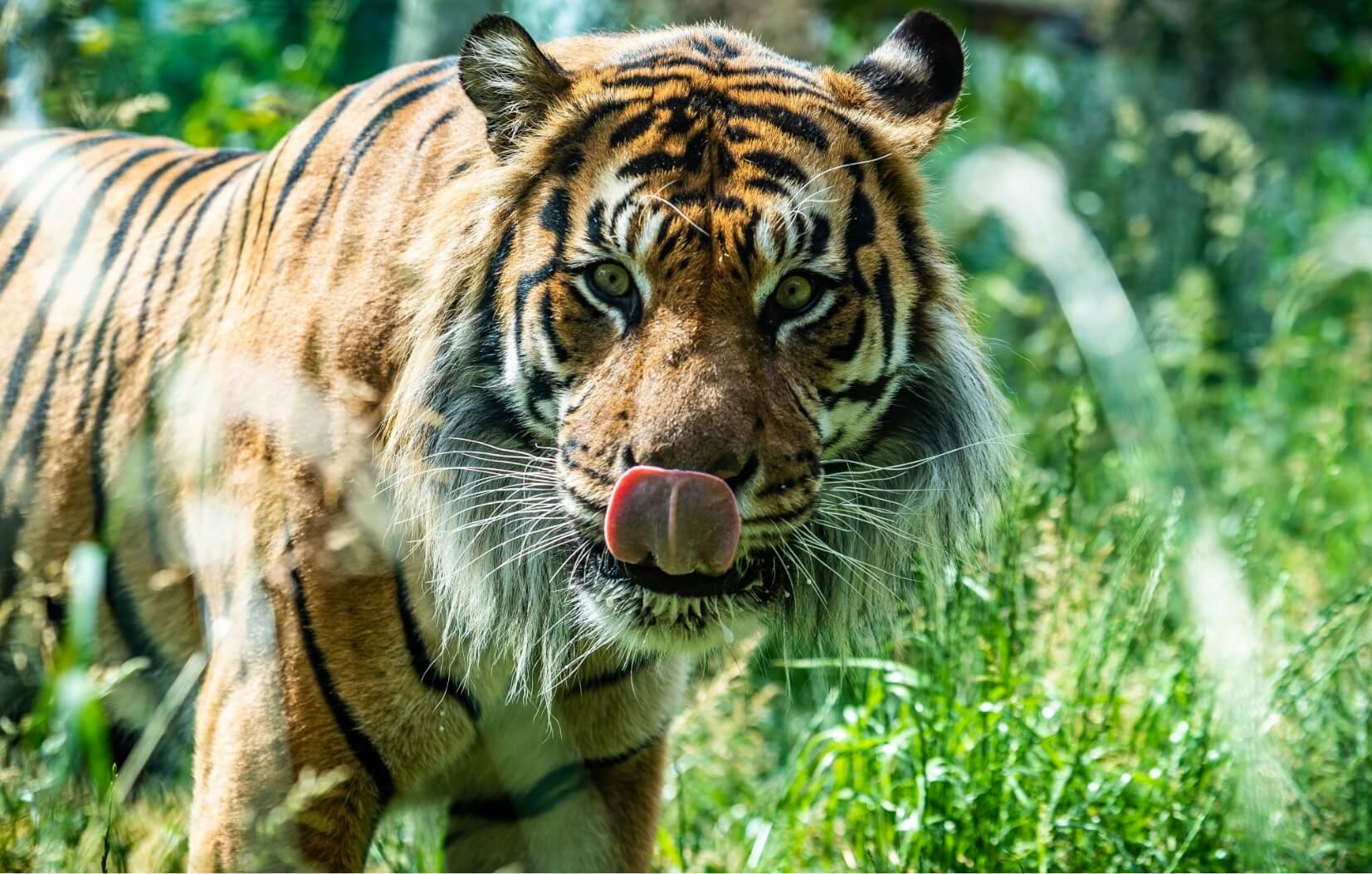 Yorkshire Wildlife Park