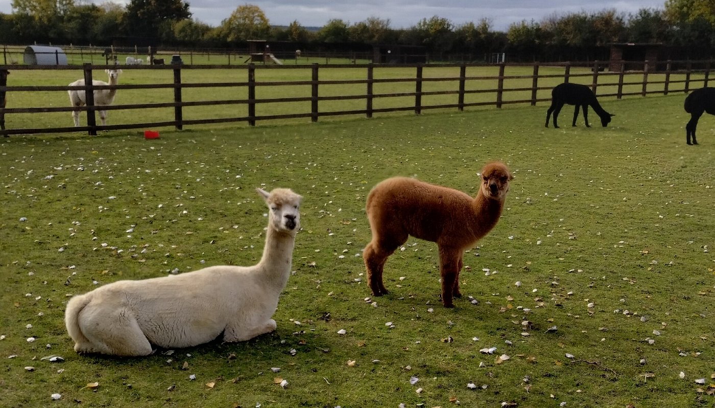 Butterwick Alpaca Retreat and Trekking