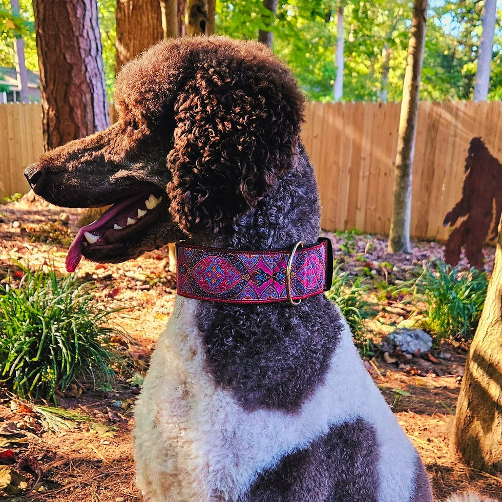 Thumbnail: Formal Affair (Pink) | 2" Wide Martingale Dog Collar for Large Breed