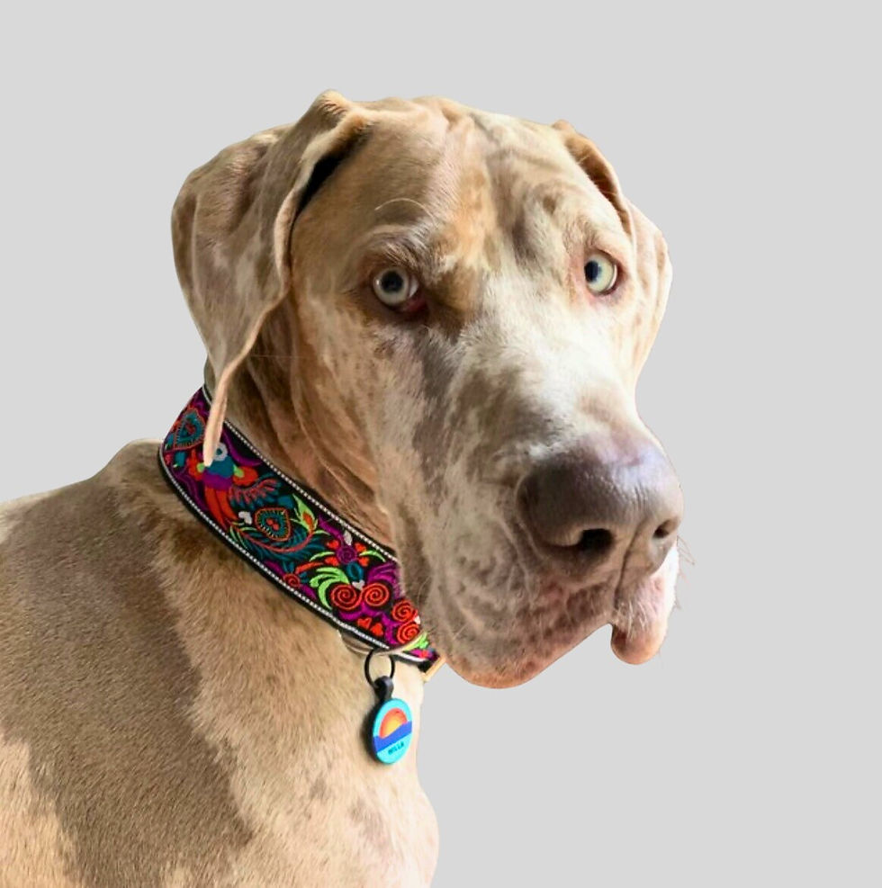 Thumbnail: Peacock | 2" Wide Regular or Metal Buckle Dog Collar, Satin Lined, Large Breed
