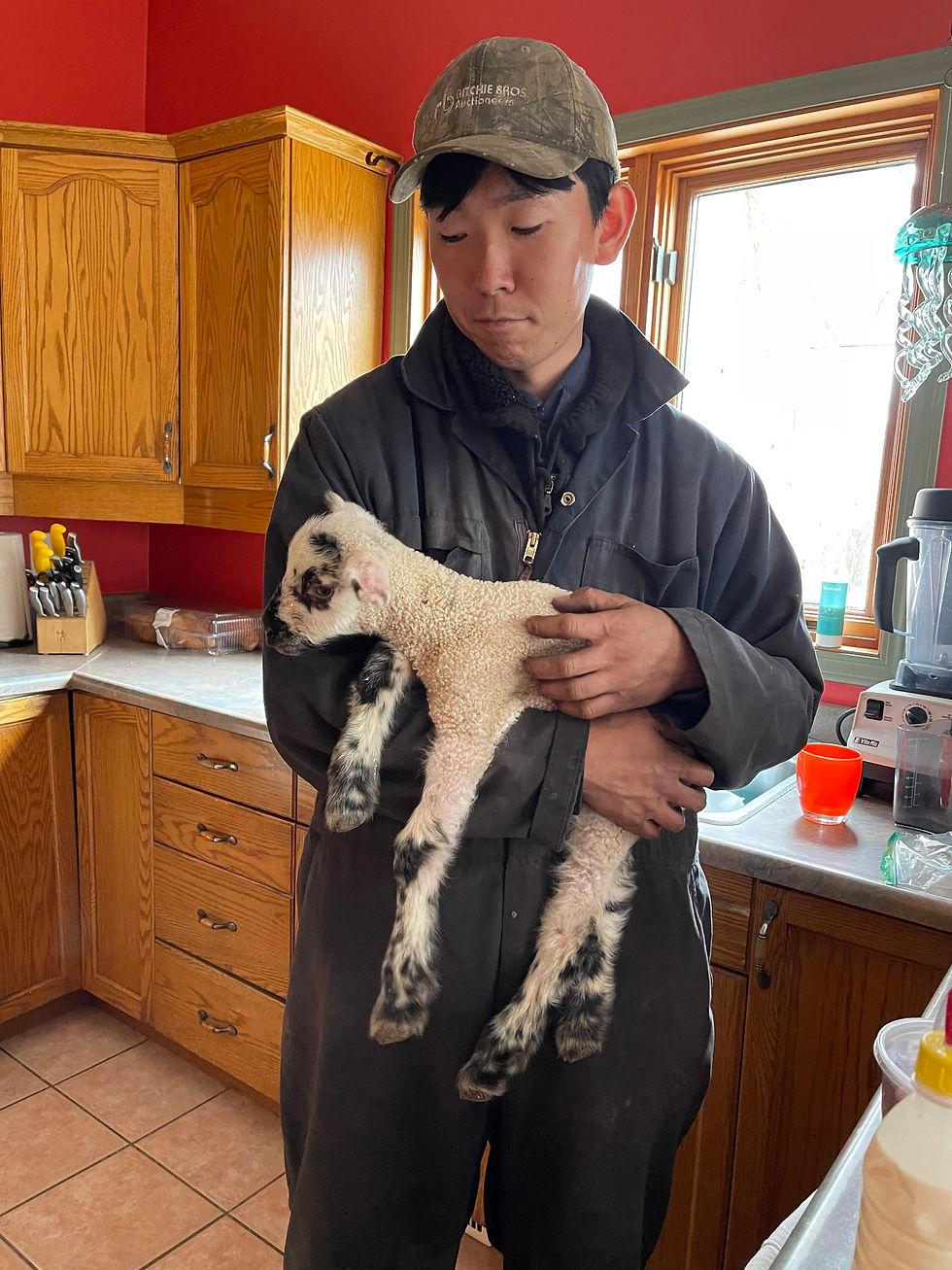 A student caring for a baby lamb