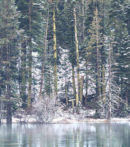 Forest Reflection Scene_edited.jpg