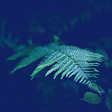 green%2520leafed%2520plant_edited_edited