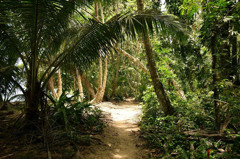 Sendero a través de una densa selva con palmeras y vegetación verde. ECOTRANSTOUR
