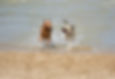 Dog day at the beach