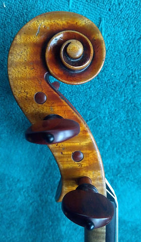 Violin snail
