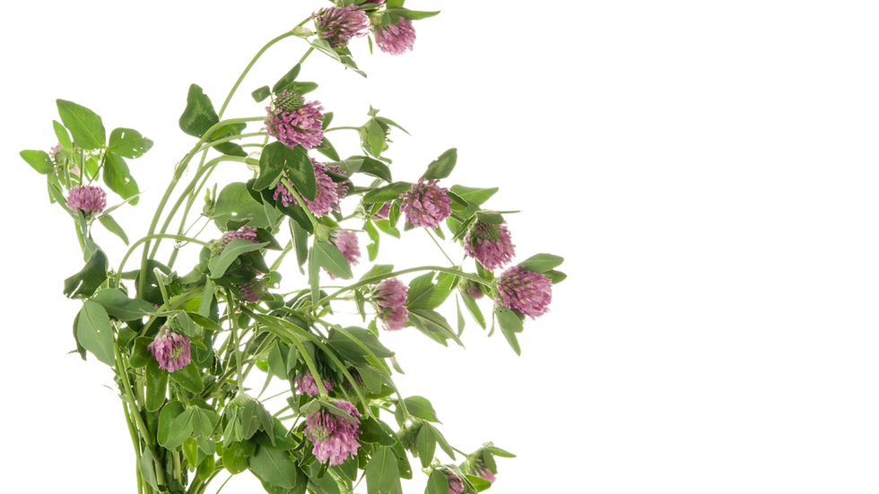 White Black Minimalist Natural Light Room Zoom Background.png