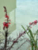 IMG_4782.jpeg