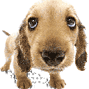 cachorro