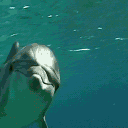 delfin