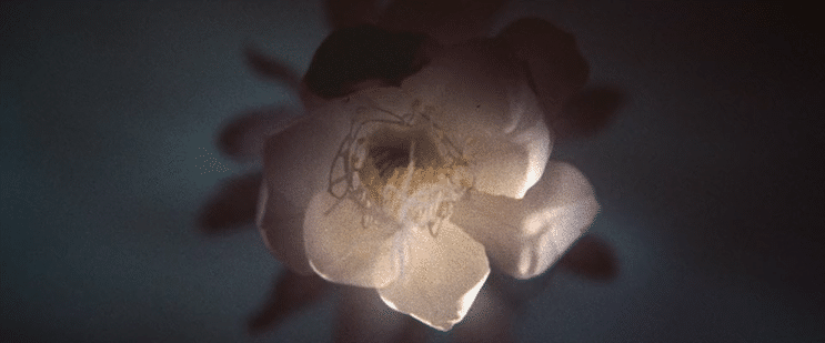 TEASER: "Whole"