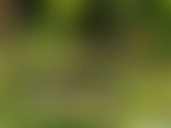 Die St. Georgener Urrebe