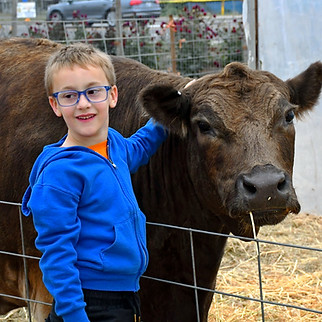 A child with glasses in a blue jacket standing next to a brown cow.