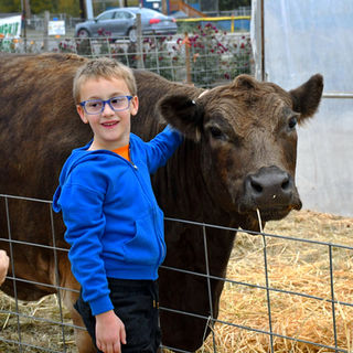 A child with glasses in a blue jacket standing next to a brown cow.
