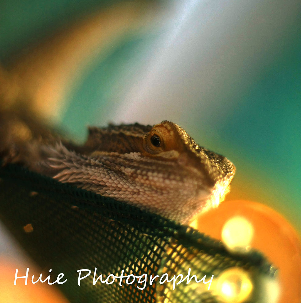 Mushu3913