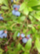 Berries - Ken Kurtz