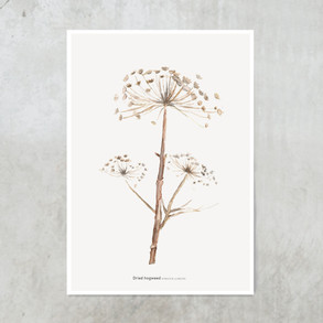 gedroogde-berenklauw-dried-hogweed-art-print-je-artprintje-poster-wanddecoratie-wall-deco