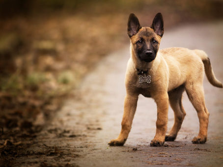 Heilpflanzen, Vitalpilze und NEM  bei Osteochondrosis dissecans (OCD) des Hundes