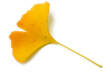 Gingko-blatt-gelb.jpg