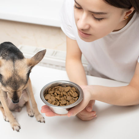 Elastase im Kot beim Hund – was der Wert wirklich aussagt