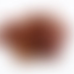 Das Judasohr – Auricularia polytricha