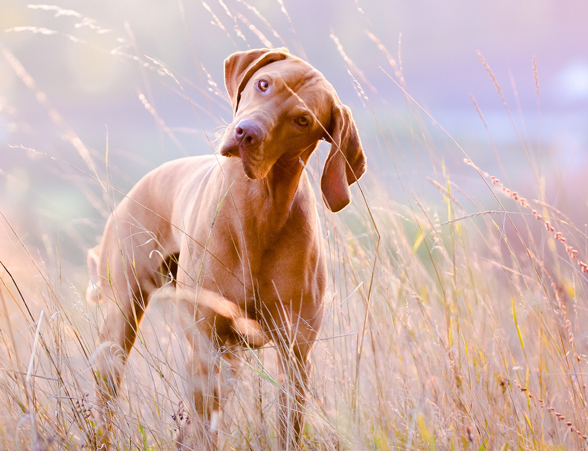 Hund Rhodesian Ridgeback in Wiese