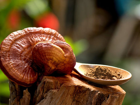 Reishi beim Hund – Wirkung und Einordnung