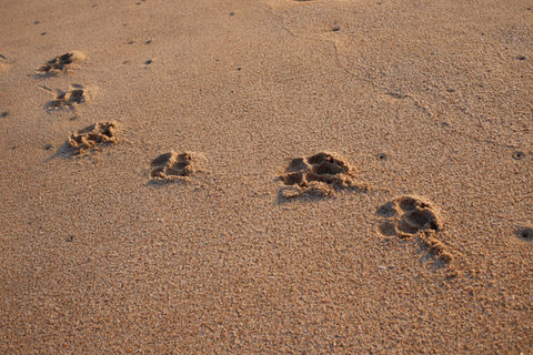 Hundespuren im Sand