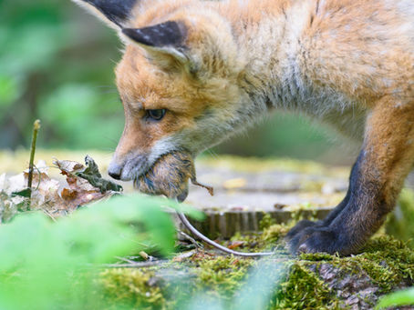 Bandwürmer beim Hund