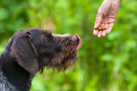 Nachvollziehbare Fütterung für sensible Hunde