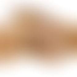 Pleurotus osteratus – der Austernpilz