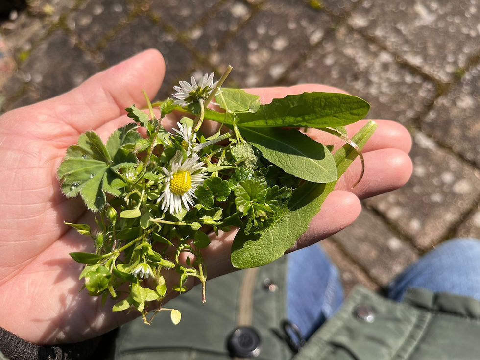 Frisch gepflückte Wildkräuter auf einer ausgestreckten Hand