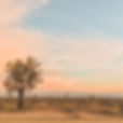 joshua-trees-at-sunrise-royalty-free-image-930374952-1552077482.jpg