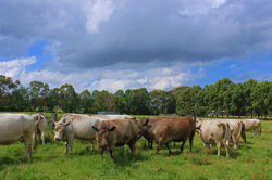 Silver Gully cows on the move