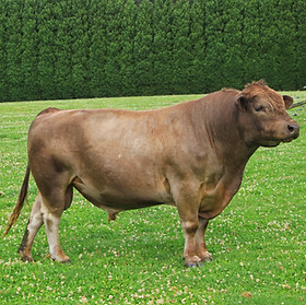 Silver Gully Bull