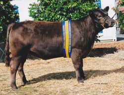 Silver Gully Ellowyn - Junior Champ