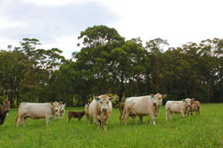 Silver Gully mothers and calves