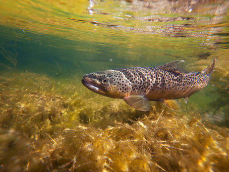 Water Restoration Fund Bid for the River Deben