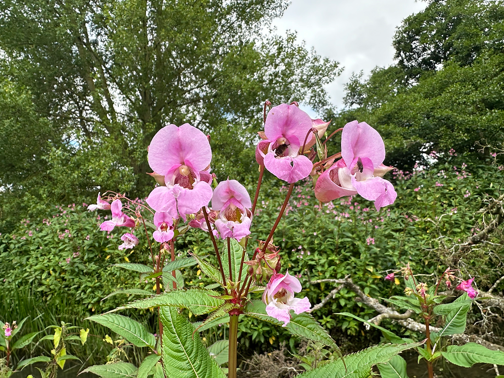 Pink Himalayan balsam flowers bloom along a lush green river bank under a cloudy sky.