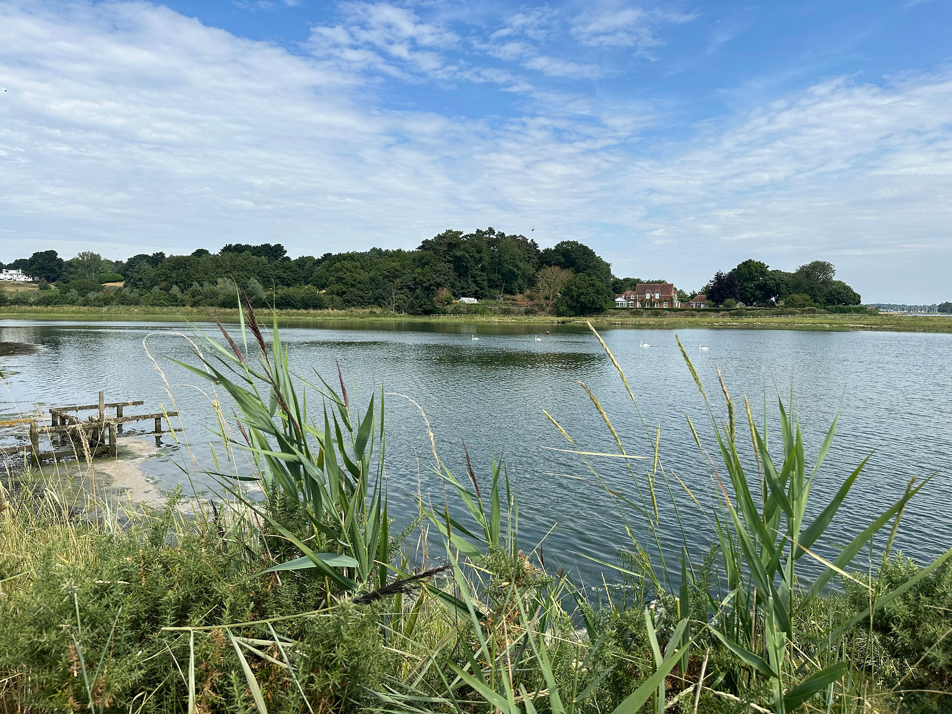 A view of the river deben with reeds and plants in the foreground and trees and buildings in the background
