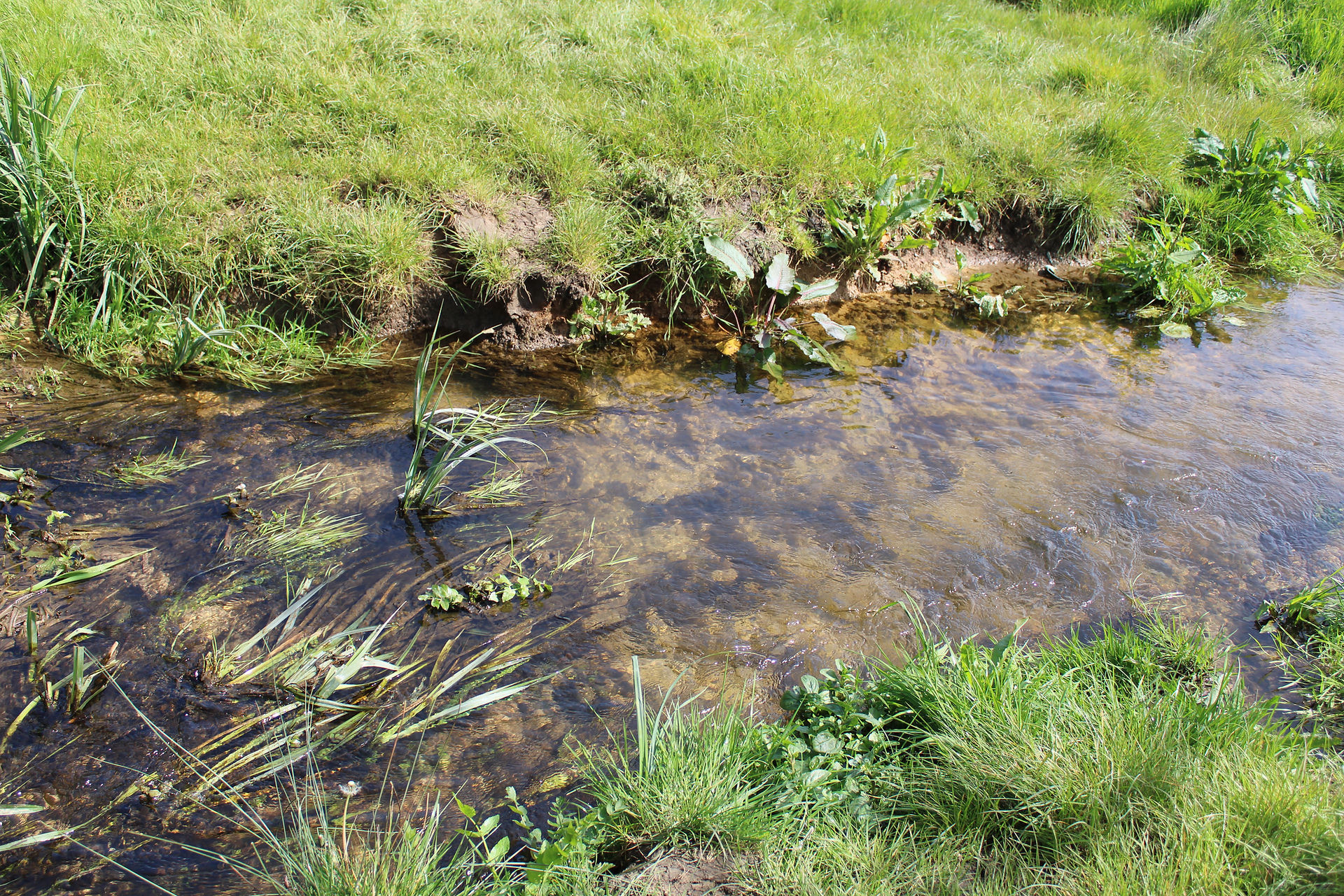 Shallow stretch of river with clear flowing water, surrounded by grass on either side