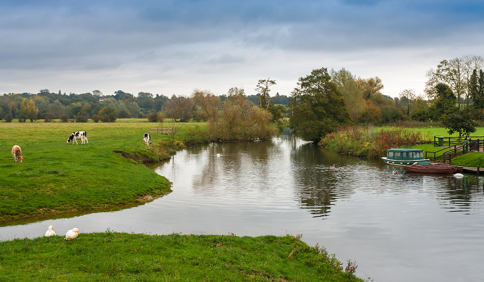 A river scene on a cloudy day with cows and ducks on the bank and a boat in the water